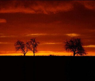 Silhouettes d’arbres sous un ciel rouge et orangé au coucher du soleil.