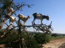 Des chèvres perchées dans les branches d’un arganier.