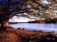 Un grand arbre aux feuilles d’automne au bord d’un lac, dans la lumière dorée.