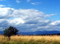 Herbes dorées, un arbre isolé et de grands nuages au-dessus des montagnes.